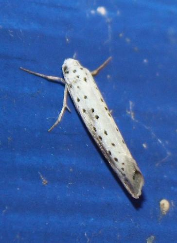 Réf. 240 762 : Yponomeuta irrorella